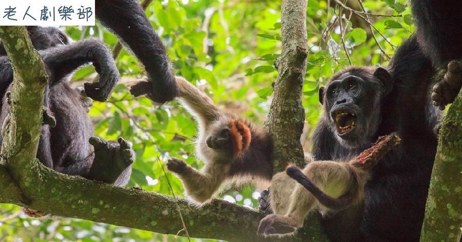 黑猩猩愛吃猴子肉！350次狩獵吃掉910只猴子，抓住尾巴猴子插翅難逃，吃相更是慘不忍睹