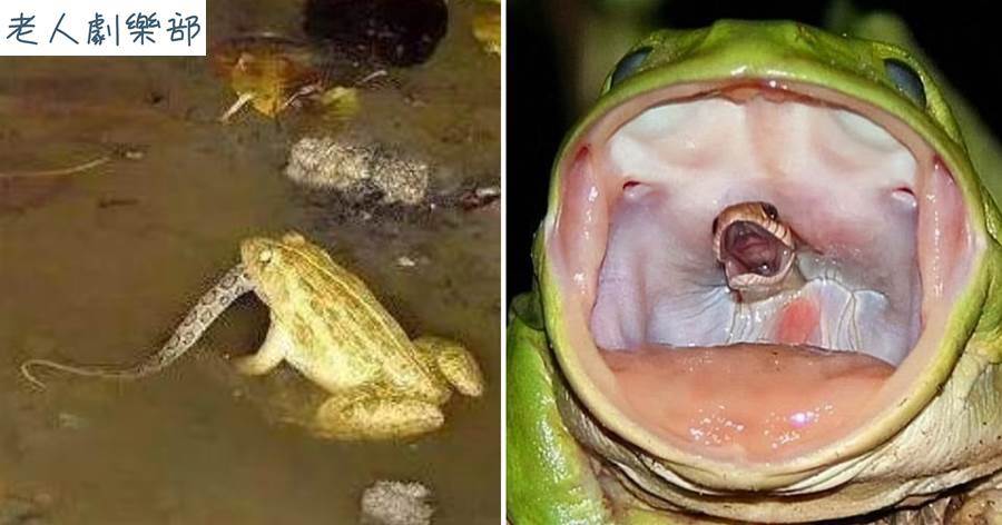 蛙中大佬的逆襲！臺灣特色「蛙界暴龍」食蛇蛙，專吃毒蛇還能免疫蛇毒
