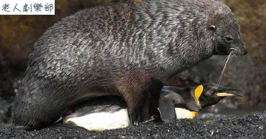 離譜！南極海豹強迫帝企鵝，時間長達40分鐘，得逞後還將它吃掉